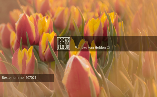 Ideasonthefloor.com Uitzonderlijke Bloemen Foto Tulpendauw - Afbeelding 2