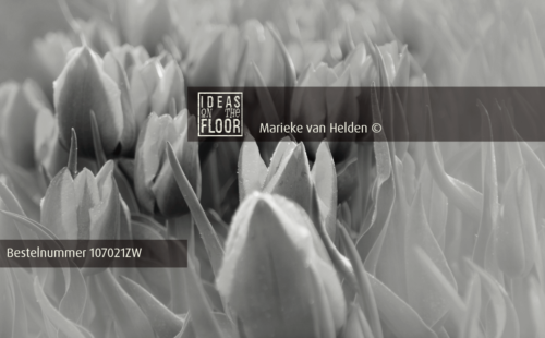 Zwart Wit Foto Tulpendauw - Afbeelding 2