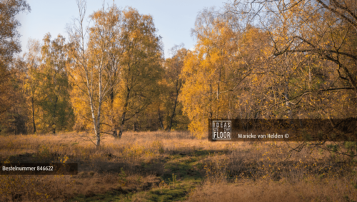image-bos-bomen-grasveld-berken-herfstkleuren-bospad-panoramafotografie