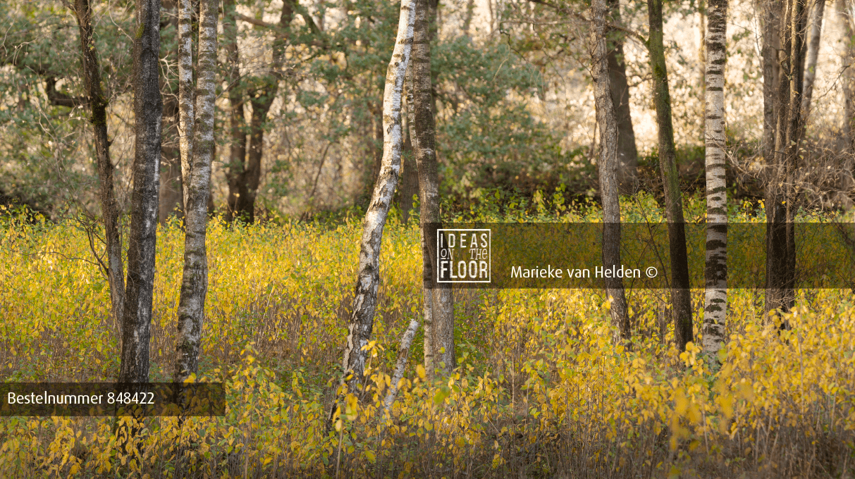 Ideasonthefloor.com Krachtige Panoramafoto Birch - Afbeelding 2