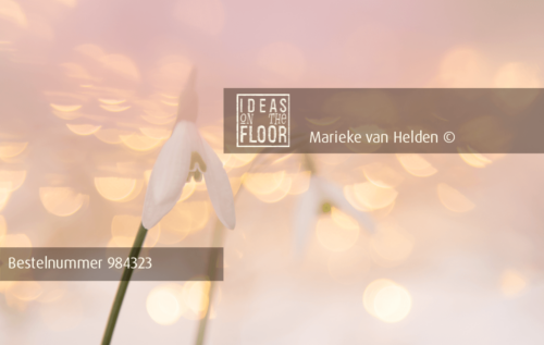 Ideasonthefloor.com Verfrissende Bloemen Foto Twins - Afbeelding 2