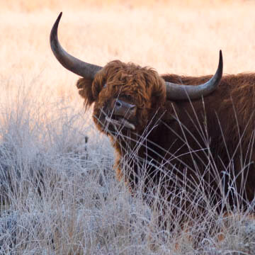 Dieren en Insecten