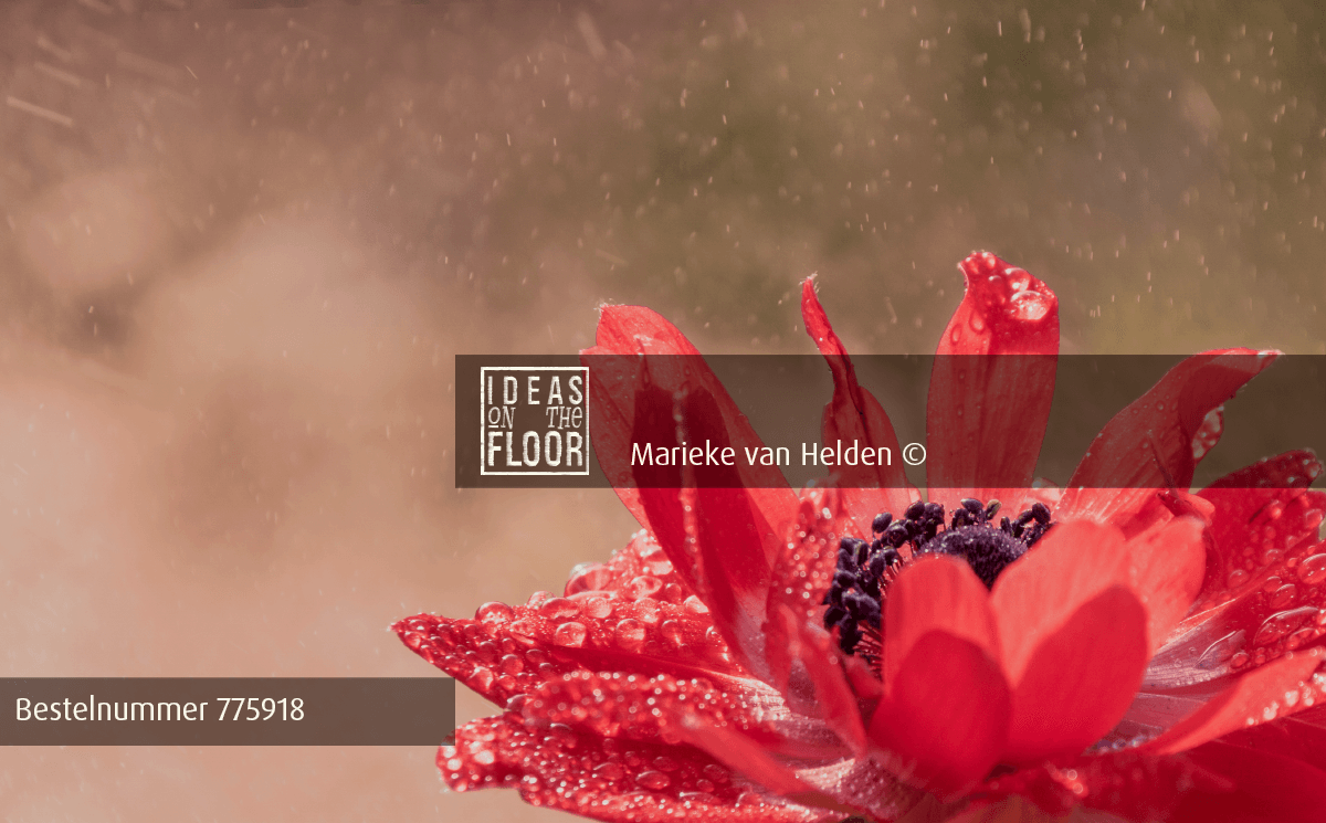 Imposante Bloemen Foto Red - Afbeelding 4