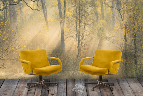 image-product-muurbekleding-wanddecoratie-muurdecoratie-muurfoto-fotobehang-panoramamuur-fotomuur-kantoor-foto-berken-bomen-bos-zonneharpen-mist-titel-fall-composition-ideasonthefloor