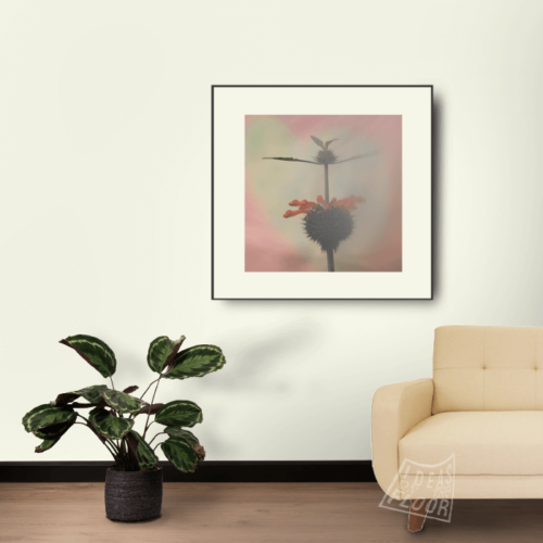 image-product-muurdecoratie-fotoprint-foto-bloemen-bloemenfotografie-oranje-roze-pasteltinten-interieur-ideasonthefloor.com