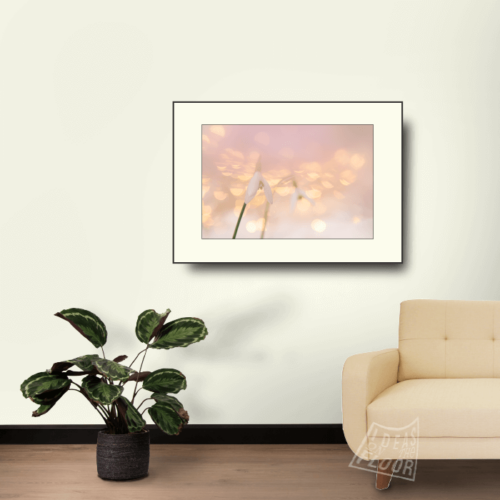 image-product-muurdecoratie-fotoprint-foto-bloemen-sneeuwklokjes-bloemenfotografie-wit-roze-pasteltinten-interieur-ideasonthefloor.com