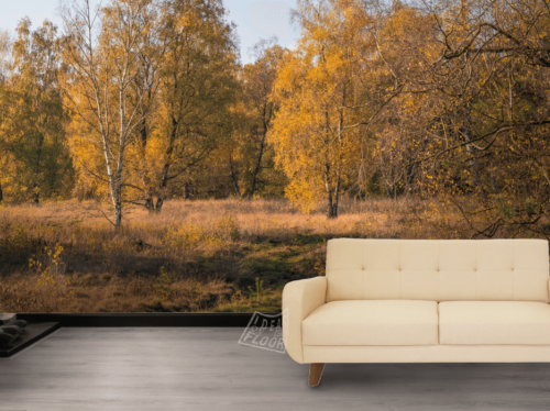 image-product-muurbekleding-wanddecoratie-muurdecoratie-muurfoto-fotobehang-panoramamuur-fotomuur-woonkamer-foto-panoramafoto-panorama-foto-berken-herfst-bomen-bos-landschap-herfstkleuren-titel-veld-met-berken-ideasonthefloor