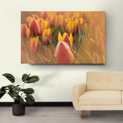 image-product-muurpaneel-foto-bloemen-bloemenfotografie-tulpen-titel-tulpendauw-tulpenvelden-zevenaar-ideasonthefloor