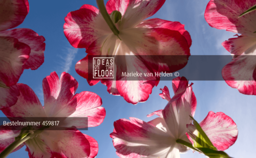 Kleurrijke Bloemen Foto Blue - Afbeelding 2