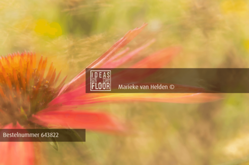Dansende Bloemen Foto Zonnehoed - Afbeelding 2