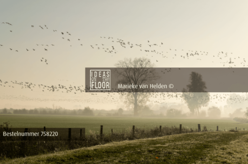 Ideasonthefloor.com Indrukwekkende Landschapsfoto Goose - Afbeelding 2