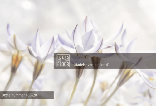 Sierlijke Bloemen Foto White - Afbeelding 2