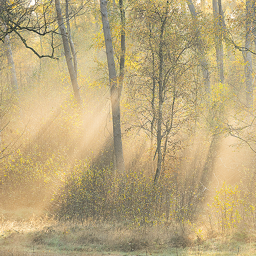 image-product-panoramafoto-uitsnede-fine-art-photography-artistic-kunstfotografie-natuur-fine-art-fotografie-natuur-bekende-fotografen-natuur-bijzondere-fotografen-kunstzinnige-fotografie-natuurfotografie-foto-berken-zonneharpen-mist-870122-fall-composition-ideasonthefloor.com