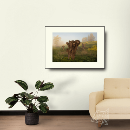 image-wanddecoratie-fotoprint-landschapsfoto-titel-yellow-muurdecoratie-koolzaad-koolzaadvelden-mist-bomen-wilgen-ideasonthefloor.com