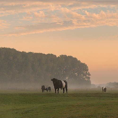 image-product-uitsnede-natuurfotografie-foto-panorama-bomen-koeien-weiland-grasveld-zon-zonsopkomst-mist-027618-cow-ideasonthefloor.com
