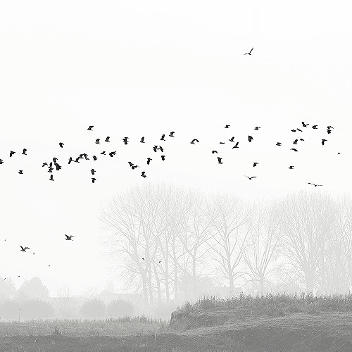image-product-uitsnede-natuurfotografie-zwartwit-fine-art-foto-bomen-vogels-vogeltrek-akkerland-mist-033321zw-birds-paradise-ideasonthefloor.com