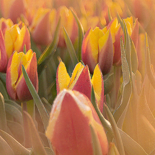 image-product-bloemenfotografie-tulpen-bloemenfoto-vrolijke-bloemen-geel-zonsondergang-zon-pasteltinten-tulpenvelden-zevenaar-107021-tulpendauw-ideasonthefloor.com