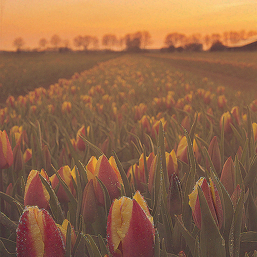 image-product-bloemenfotografie-tulpen-bloemenfoto-vrolijke-bloemen-geel-zonsondergang-zon-pasteltinten-tulpenvelden-zevenaar-115321-verwarmend-tulpenveld-ideasonthefloor.com