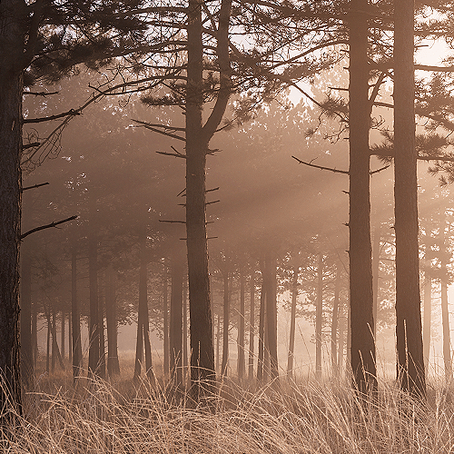 image-product-uitsnede-kunstfotografie-natuur-fine-art-fotografie-natuur-bekende-fotografen-natuur-bijzondere-fotografen-kunstzinnige-fotografie-natuurfotografie-landschap-bomen-bos-zon-zonsopkomst-mist-landschap-landschapsfotografie-240322-right-light-ideasonthefloor.com
