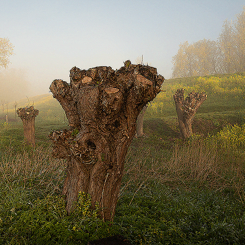image-product-uitsnede-landschapsotografie-fine-art-foto-bomen-wilgen-koolzaad-koolzaadvelden-landschap-mist-natuur-heuvels-376922-yellow-ideasonthefloor.com