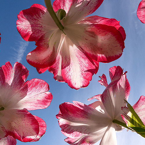 image-product-parkiettulp-bloemenfoto-fine-art-photography-artistic-kunstfotografie-natuur-fine-art-fotografie-natuur-bekende-fotografen-natuur-bijzondere-fotografen-kunstzinnige-fotografie-vrolijke-bloemen-tulpen-tulpenvelden-459817-blue-ideasonthefloor.com