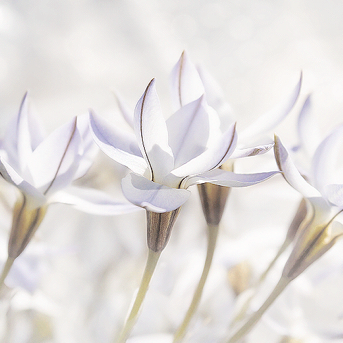 image-product-bloemenfotografie-stinzenplanten-bloemenfoto-vrolijke-bloemen-wit-pasteltinten-bokeh-bijzonder-465620-white-ideasonthefloor.com