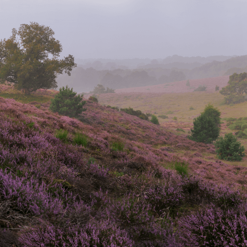 image-product-uitsnede-natuurfotografie-kunstfotografie-natuur-fine-art-fotografie-natuur-bekende-fotografen-natuur-bijzondere-fotografen-kunstzinnige-fotografie-foto-panorama-bomen-heide-heidevelden-heidekoorts-posbank-mist-495721-heather-ideasonthefloor.com
