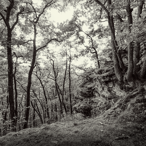 image-product-uitsnede-natuurfotografie-zwartwit-foto-fine-art-bomen-bos-oude-landschappen-fine-art-photography-artistic-kunstfotografie-natuur-fine-art-fotografie-natuur-bekende-fotografen-natuur-bijzondere-fotografen-duitsland-klettersteig-568222zw-oak-signature-ideasonthefloor.com