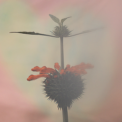 image-product-bloemenfotografie-gekke-bloem-bloemenfoto-fine-art-photography-artistic-kunstfotografie-natuur-fine-art-fotografie-natuur-bekende-fotografen-natuur-bijzondere-fotografen-leeuwenstaart-bloemen-oranje-pasteltinten-bijzonder-650122-lion-ideasonthefloor.com