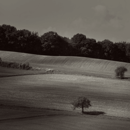 image-product-uitsnede-fine-art-photography-artistic-kunstfotografie-natuur-fine-art-fotografie-natuur-bekende-fotografen-natuur-bijzondere-fotografen-kunstzinnige-fotografie-natuurfotografie-zwartwit-fine-art-foto-bomen-bos-akkerland-zon-schaduw-695522zw-rolling-hill-ideasonthefloor.com