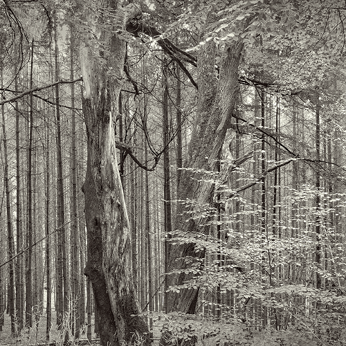 image-product-uitsnede-fine-art-photography-artistic-kunstfotografie-natuur-fine-art-fotografie-natuur-bekende-fotografen-natuur-bijzondere-fotografen-kunstzinnige-fotografie-natuurfotografie-zwartwit-fine-art-foto-bomen-bos-bladeren-botanisch-728622zw-diversity-ideasonthefloor.com