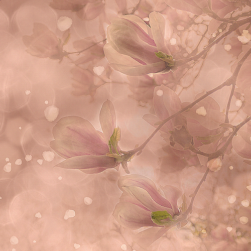 image-product-uitsnede-fine-art-photography-artistic-kunstfotografie-natuur-fine-art-fotografie-natuur-bekende-fotografen-natuur-bijzondere-fotografen-kunstfotografie-fine-art-foto-bloemen-magnolia-bokeh-roze-bloemen-magnoliaboom-bijzonder-fotografische-kunst-fotokunst-765018-sparkling-magnolia-ideasonthefloor.com