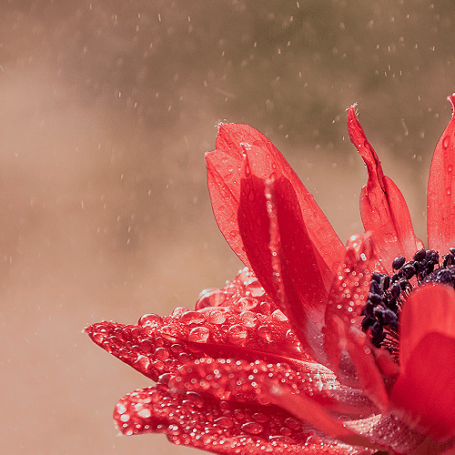image-product-uitsnede-fine-art-photography-artistic-kunstfotografie-natuur-fine-art-fotografie-natuur-bekende-fotografen-natuur-bijzondere-fotografen-kunstzinnige-fotografie-macrofotografie-foto-bloemen-waterdruppels-regen-anemoon-rood-775918-red-ideasonthefloor.com