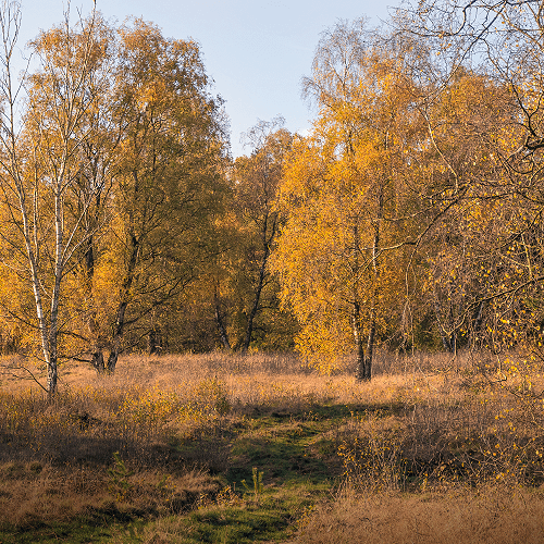 image-product-uitsnede-panoramafotografie-kunstfotografie-natuur-fine-art-fotografie-natuur-bekende-fotografen-natuur-bijzondere-fotografen-kunstzinnige-fotografie-foto-berken-herfst-bomen-bos-landschap-herfstkleuren-846622-veld-met-berken-ideasonthefloor.com