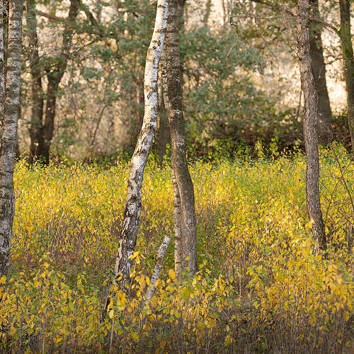 image-product-uitsnede-natuurfotografie-kunstfotografie-natuur-fine-art-fotografie-natuur-bekende-fotografen-natuur-bijzondere-fotografen-kunstzinnige-fotografie-foto-berken-herfst-herfstkleuren-bos-848422-birch-ideasonthefloor.com