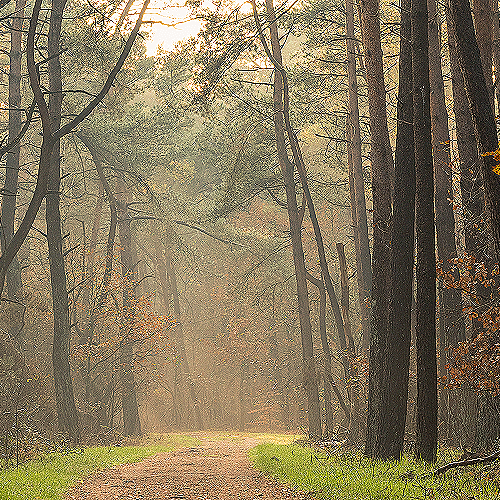 image-product-uitsnede-bosfotografie-foto-panorama-bomen-bos-mist-pospad-panoramamuur-natuur-904922-forest-trip-ideasonthefloor.com