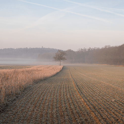 image-product-uitsnede-natuurfotografie-fine-art-photography-kunstfotografie-natuur-fine-art-fotografie-natuur-bekende-fotografen-natuur-bijzondere-fotografen-kunstzinnige-fotografie-foto-boom-akkerveld-mist-870122-early-morning-field-ideasonthefloor.com