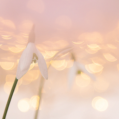 image-product-bloemenfotografie-fine-art-photography-artistic-kunstfotografie-natuur-fine-art-fotografie-natuur-bekende-fotografen-natuur-bijzondere-fotografen-sneewklokje-bloemenfoto-vrolijke-bloemen-wit-bokeh-bijzonder-984323-twins-ideasonthefloor.com