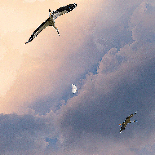 image-product-uitsnede-kunstfotografie-fine-art-photography-artistic-unieke-kunstfotografie-natuur-fine-art-fotografie-natuur-bekende-fotografen-natuur-bijzondere-fotografen-foto-vogels-wolken-maan-zonsondergang-ooievaar-fotografische-kunst-fotokunst-371921-freedom-ideasonthefloor.com-marieke-van-helden-ideas-on-the-floor