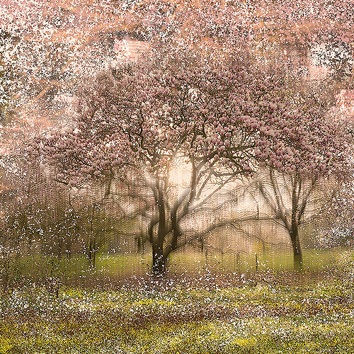 image-product-uitsnede-fine-art-photography-artistic-kunstfotografie-natuur-fine-art-fotografie-natuur-bekende-fotografen-natuur-bijzondere-fotografen-kunstzinnige-fotografie-augmented-reality-bomen-bloesem-magnolia-bloesembomen-765918-magnolia-snow-ideasonthefloor.com