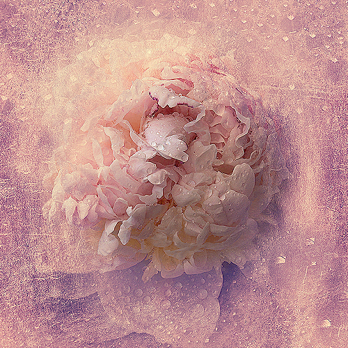 image-product-uitsnede-kunstfotografie-fine-art-photography-artistic-bekende-fotografen-natuur-bijzondere-fotografen-unieke-kunstfotografie-foto-bloemen-roze-pioenroos-water-waterdruppels-creatief-bijzonder-fotografische-kunst-fotokunst-634721-the-dew-ideasonthefloor.com-marieke-van-helden-ideas-on-the-floor