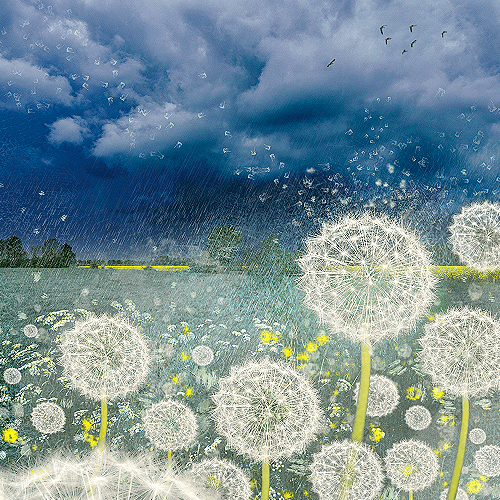 image-product-uitsnede-fine-art-photography-artistic-augmented-reality-unieke-kunstfotografie-natuur-bijzondere-fotografen-kunstzinnige-fotografie-foto-landschap-donkere-wolken-pluizebollen-263021-wishes-marieke-van-helden-ideasonthefloor.com