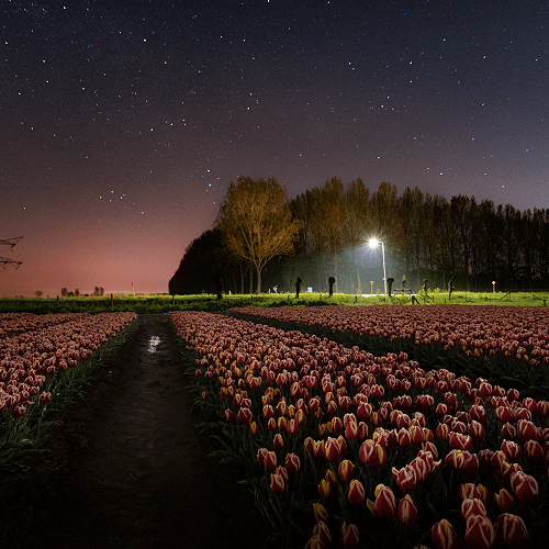 image-product-uitsnede-nachtfotografie-fine-art-photography-artistic-kunstfotografie-natuur-fine-art-fotografie-natuur-bekende-fotografen-natuur-bijzondere-fotografen-kunstzinnige-fotografie-foto-sterren-tulpen-tulpenvelden-zevenaar-titel-starring-240021-ideasonthefloor.com