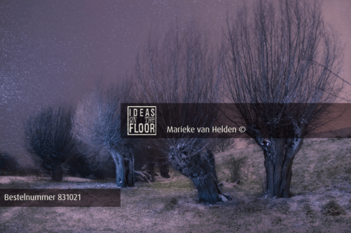 Nachtfoto Old Feet, No Men - Afbeelding 2