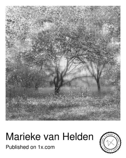 Art Foto Magnolia Snow - Afbeelding 6