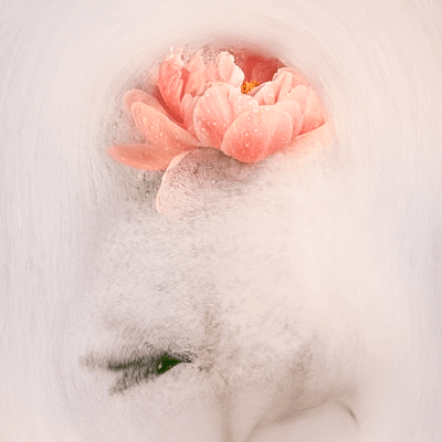 img-fine-art-foto-fotografische-kunst-unieke-kunstfotografie-kunstfoto-fotokunst-titel-frothy-petal-in-interieur-fotoprint-muurdecoratie-bloemen-foto-awarded-photography-wanddecoratie-wall-art-ideasonthefloor-ideas-on-the-floor-marieke-van-helden-kunstenaar-fotograaf